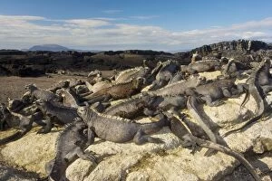 Images Dated 19th November 2007: Large mass of Marine Iguanas - warming up in sun; endemic and specialised reptile