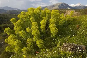 Spurge Prints: Large mediterranean spurge (Euphorbia characias) on the Mani peninsula, south Greece
