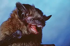 Scary Prints: Large Mouse Eared Bat - with mouth open - Europe