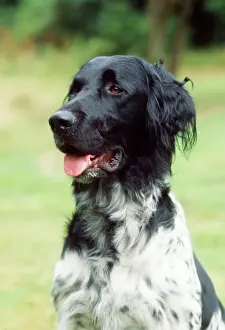 Large Munsterlander Dog