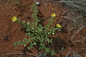 Large Pigweed - The tap root leaves and seeds were all eaten by aborigines Near Andado, Northern Territory, Australia