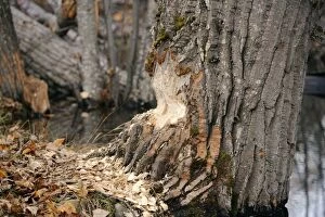 Beavers Gallery: Large Poplar Tree - showing signs of Beaver work