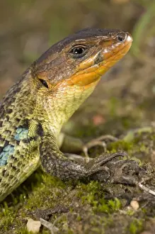 Large Psammodromus - close-up - male - Andalucia - Huelva - Spain