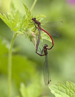 Images Dated 25th June 2012: Large Red Damselflies male and female mating