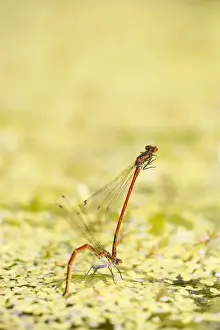 Damselflies Prints: Large Red Damselflies - mating on garden pond Norfolk UK
