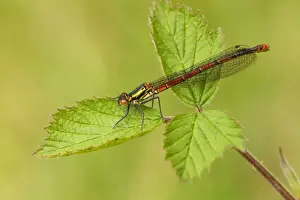 Bramble Prints: Large Red Damselfly - still in early stages