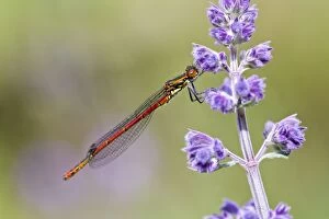 Images Dated 9th May 2011: Large Red Damselfly - male
