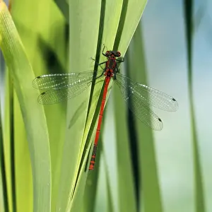 Damselflies Prints: Large Red Damselfly - male