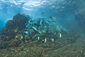 Scuba Gallery: Large school of Juvenile Parrotfish (Scarus)