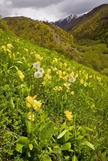 Caucasus Prints: Large-sepalled Primula (Caucasian form of Cowslip) in the Pasanauri Valley