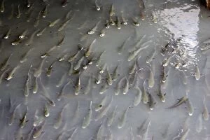 Images Dated 25th September 2006: Large shoal of mullet feeding at effluent outlet in harbour Bermeo Costa Vasca Euskal Herria Spain
