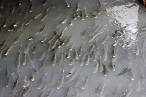 Vasca Prints: Large shoal of mullet feeding at effluent outlet in harbour Bermeo Costa Vasca Euskal Herria Spain
