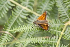 Images Dated 1st August 2013: Large Skipper Butterfly