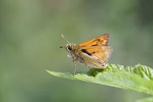 Images Dated 29th June 2011: Large Skipper Butterfly - Cornwall - UK