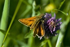 Images Dated 2nd June 2007: Large Skipper Butterfly - on Devil's bit scabious (Succisa pratensis)