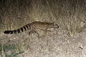 Genet Prints: Large-Spotted Genet. South Luangwa Valley National Park - Zambia - Africa
