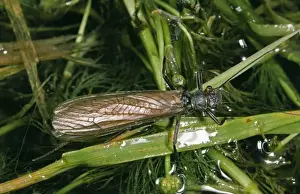 Large Stonefly - female, Upland River