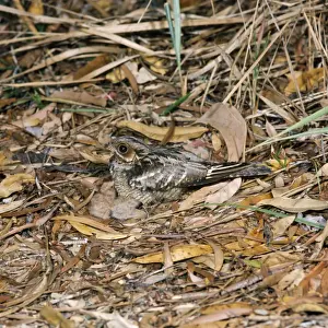Crepuscular Prints: Large-tailed Nightjar - with chicks Australia