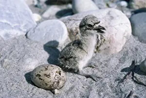 Curlews Prints: Large Thick-knee Curlew - chick & egg hatching Manas Tiger Reserve, Assam, India