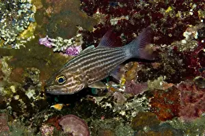 Cardinalfish Prints: Large-toothed cardinalfish - A species known for brooding its eggs in its mouth