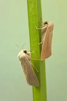 Large Wainscot Moth Rhizedra lutosa Essex, UK IN000575
