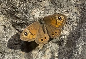 Large Wall Brown Butterfly Alps, France
