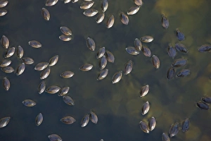 Images Dated 20th December 2008: Large Whirligig beetles - group on desert canyon stream, Sonoran desert, Arizona