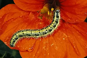 Whites Prints: Large White Butterfly / Caterpillar - UK