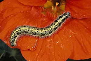 Large White Butterfly Caterpillar - UK