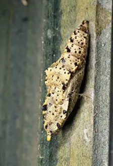 Chrysalis Prints: Large White Butterfly - Chrysalis UK