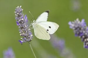 Images Dated 3rd August 2009: Large White Butterfly - female feeding on Lavender flower - Essex, UK IN000808