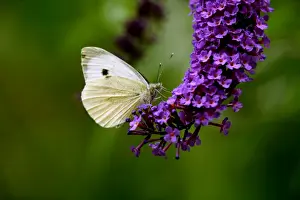 Large White Butterfly on Lilac