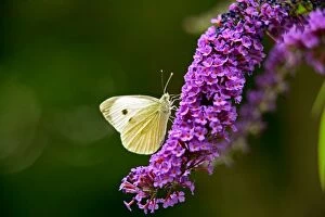 Large White Butterfly on Lilac
