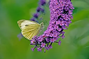 Large White Butterfly on Lilac