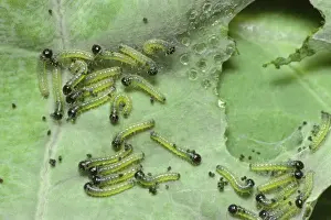 Whites Prints: Large White Butterfly - young Caterpillars