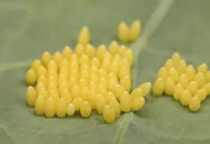 Large White Caterpillar - eggs laid on brassica - Bedfordshire UK 007691