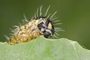 Large White - caterpillar feeding on brassica