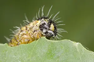 Large White - caterpillar feeding on brassica - Bedfordshire UK 007685