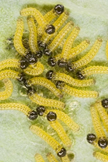 Images Dated 1st August 2009: Large white - caterpillars feeding on brassica - Bedfordshire UK 007688