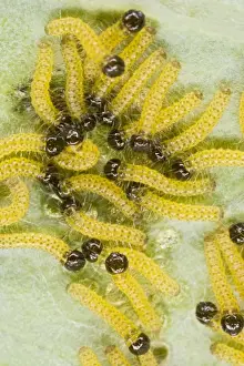 Whites Prints: Large white - caterpillars feeding on brassica - Bedfordshire UK 007688