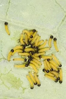Large white - caterpillars just hatched