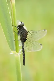 Large white-faced Darter - Male - The Netherlands - Overijssel - De Wieden