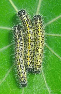 Whites Prints: Large White - Larvae on Nasturtium Leaf