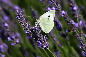 Images Dated 13th July 2006: Large White - on lavendar