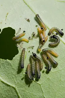 Natural World Prints: Large White - Newly hatched caterpillars eating nasturtium leaf, Wiltshire, England, UK