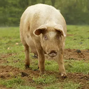 Large White Pig - In field