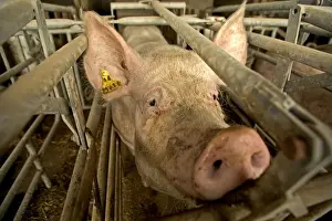 Large White Pig – In pen