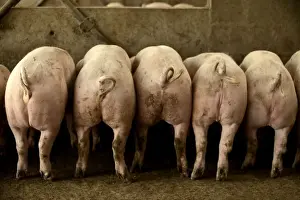 Bottom Prints: Large White Pig – Rear view - Lined up in pen
