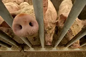Snouts Prints: Large White Pigs – Behind bars in pen