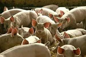Herds Prints: Large White Pigs – In pen